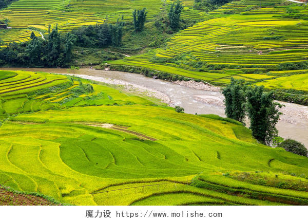 航拍鸟瞰图田地种田水稻整齐的土地健康饮食希望的田野